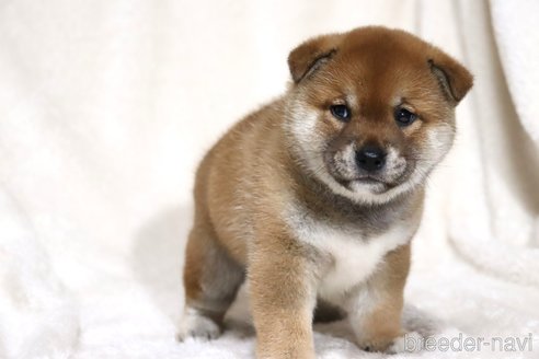 成約済の滋賀県の柴犬-358099の4枚目