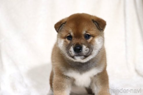 成約済の滋賀県の柴犬-358099の3枚目