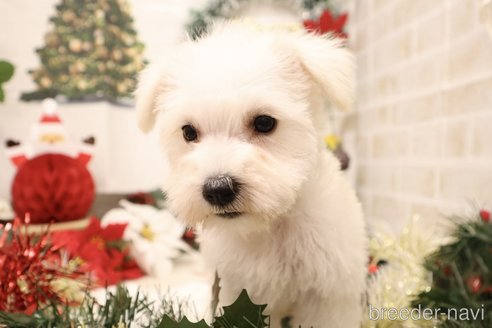 成約済の東京都のミニチュアシュナウザー-356615の2枚目