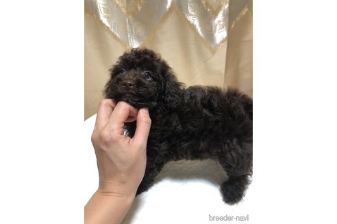 成約済の栃木県のトイプードル-358103の4枚目