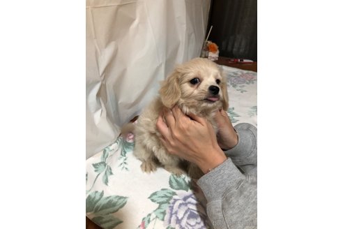 成約済の栃木県のミックス犬-358107の1枚目