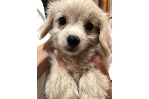 成約済の栃木県のミックス犬-358107の6枚目