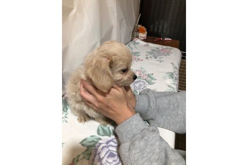 成約済の栃木県のミックス犬-358107の5枚目