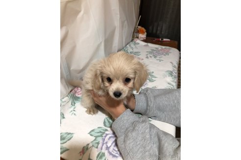 成約済の栃木県のミックス犬-358107の4枚目