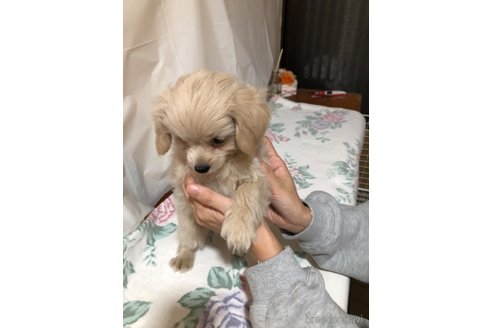 成約済の栃木県のミックス犬-358107の3枚目