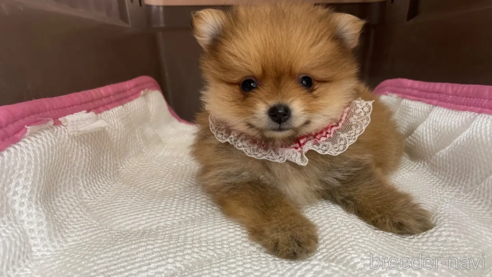 成約済の愛媛県のポメラニアン-351678の1枚目