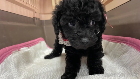 成約済の愛媛県のタイニープードル-351662の2枚目