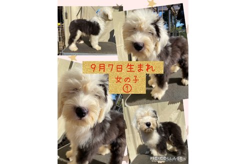 成約済の千葉県のオールドイングリッシュシープドッグ-358140の7枚目