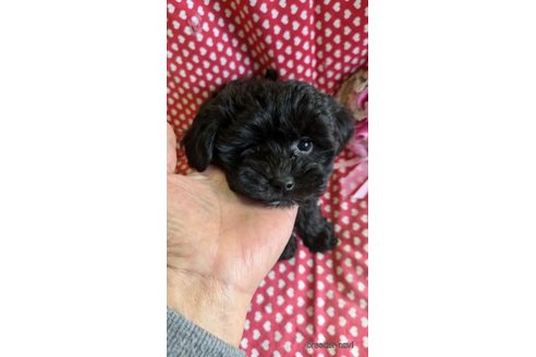 販売中の鹿児島県のミックス犬-358145の5枚目