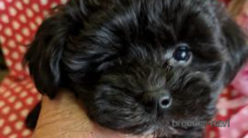 販売中の鹿児島県のミックス犬-358145の4枚目