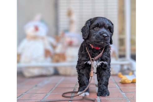 成約済の東京都のその他の犬種-357566の3枚目