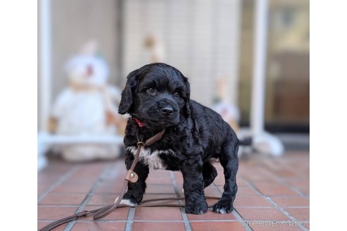 成約済の東京都のその他の犬種-357566の1枚目