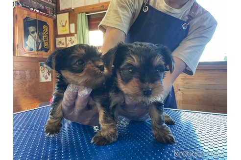 成約済の千葉県のヨークシャーテリア-355434の2枚目