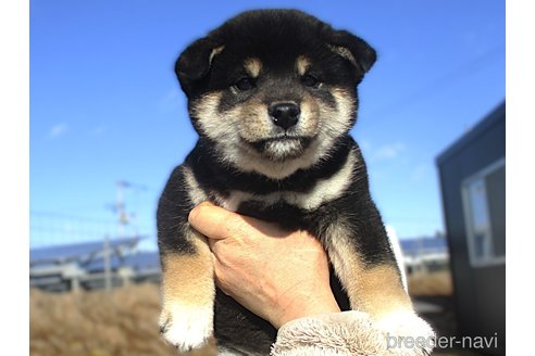 成約済の宮城県の柴犬-355811の1枚目