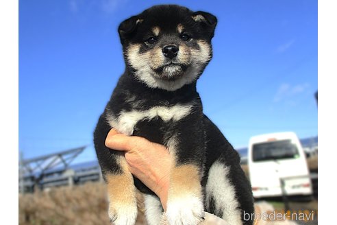 成約済の宮城県の柴犬-355811の6枚目