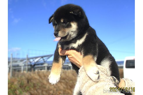 成約済の宮城県の柴犬-355811の5枚目
