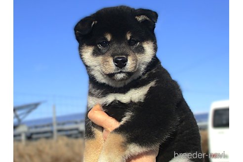 成約済の宮城県の柴犬-355811の4枚目