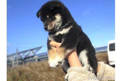 成約済の宮城県の柴犬-355811の3枚目