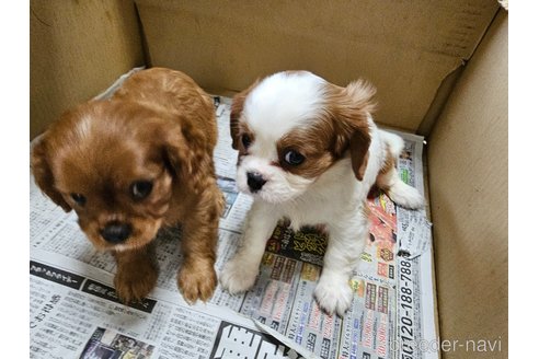 成約済の愛知県のキャバリアキングチャールズスパニエル-358199の9枚目