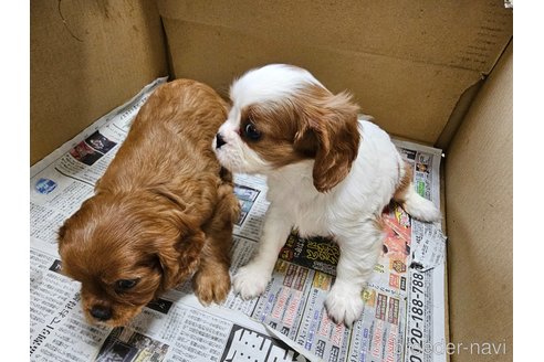成約済の愛知県のキャバリアキングチャールズスパニエル-358199の11枚目