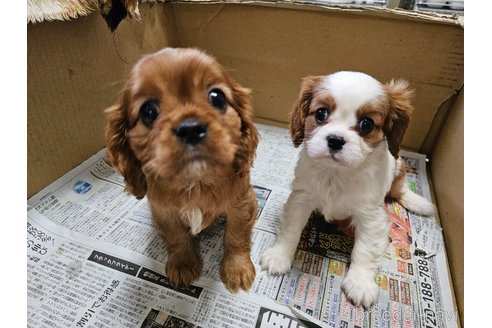 成約済の愛知県のキャバリアキングチャールズスパニエル-358199の5枚目