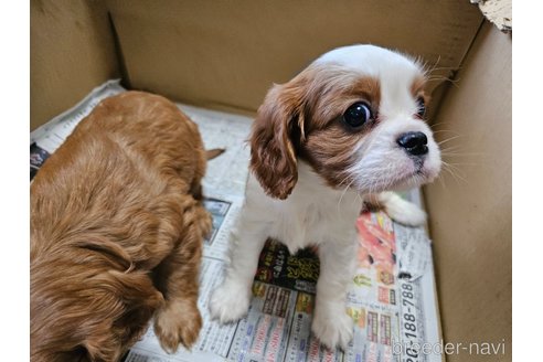 成約済の愛知県のキャバリアキングチャールズスパニエル-358199の8枚目