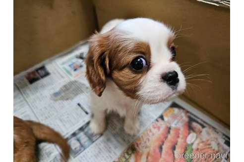 成約済の愛知県のキャバリアキングチャールズスパニエル-358199の2枚目