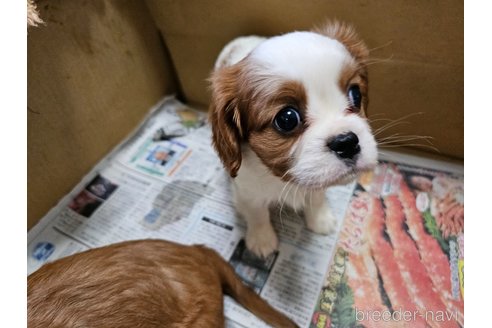 成約済の愛知県のキャバリアキングチャールズスパニエル-358199の3枚目