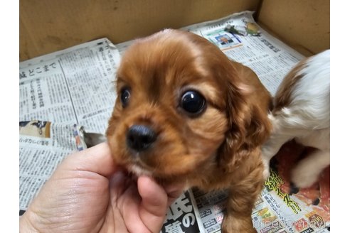 成約済の愛知県のキャバリアキングチャールズスパニエル-358202の5枚目
