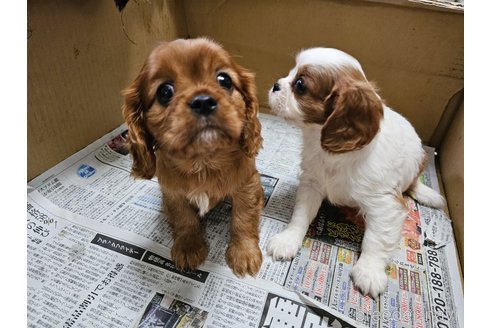 成約済の愛知県のキャバリアキングチャールズスパニエル-358202の4枚目