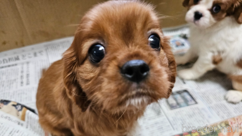 成約済の愛知県のキャバリアキングチャールズスパニエル-358202の1枚目
