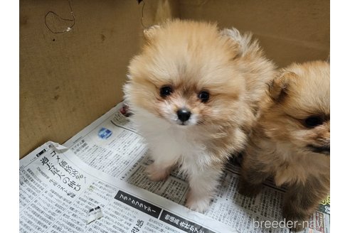成約済の愛知県のポメラニアン-358206の4枚目