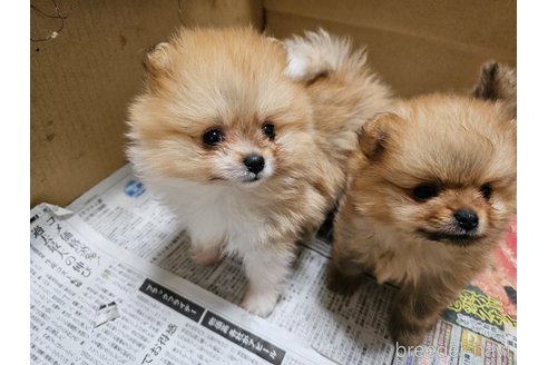成約済の愛知県のポメラニアン-358206の5枚目