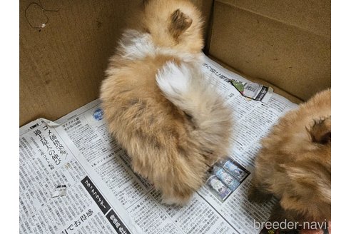 成約済の愛知県のポメラニアン-358206の6枚目