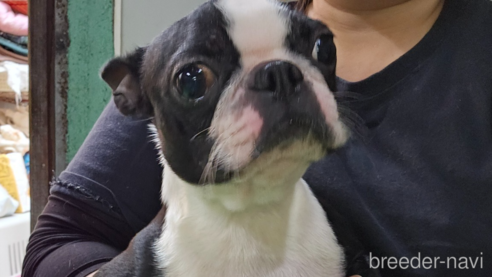 モロッコちゃん1枚目