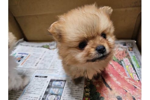 成約済の愛知県のポメラニアン-358211の7枚目
