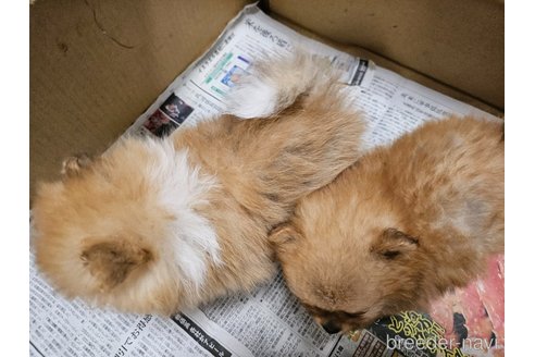成約済の愛知県のポメラニアン-358211の5枚目