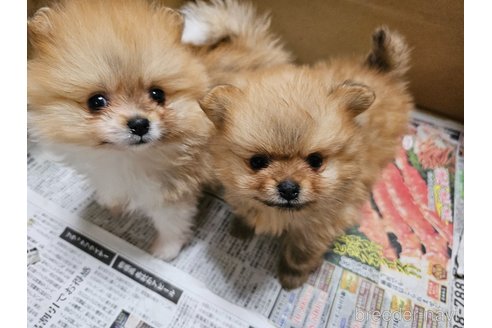 成約済の愛知県のポメラニアン-358211の3枚目