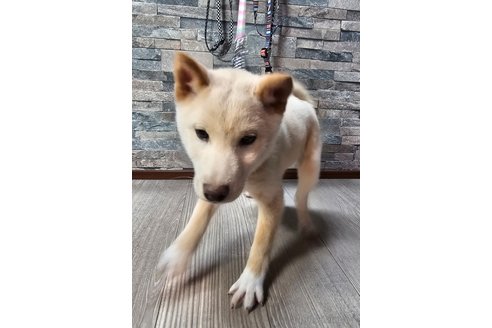 成約済の北海道の柴犬-358216の4枚目