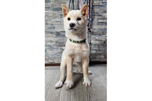 成約済の北海道の柴犬-358216の3枚目