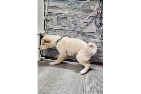 成約済の北海道の柴犬-358216の5枚目