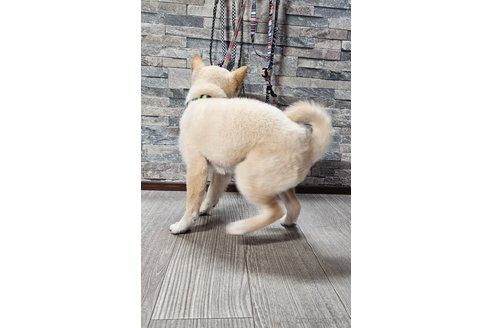 成約済の北海道の柴犬-358216の2枚目