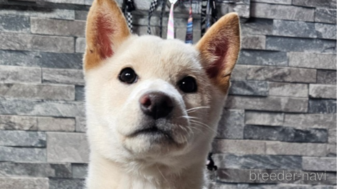 成約済の北海道の柴犬-358216