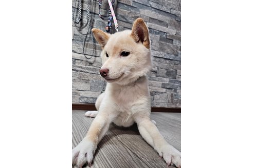 成約済の北海道の柴犬-358217の3枚目