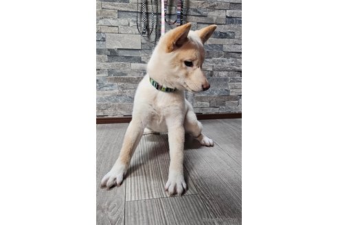 成約済の北海道の柴犬-358217の4枚目