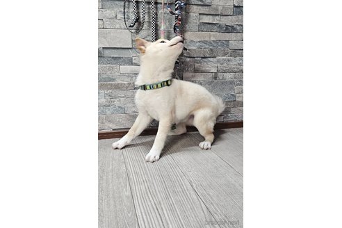 成約済の北海道の柴犬-358217の2枚目