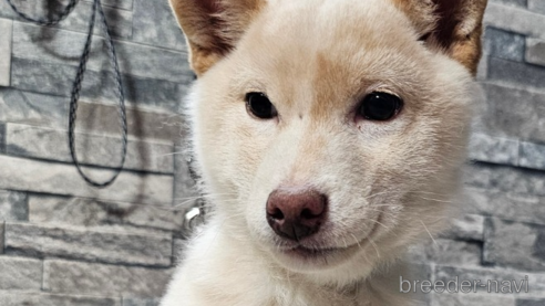成約済の北海道の柴犬-358217