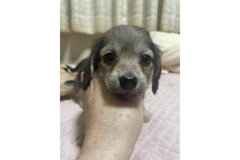 成約済の福岡県のカニンヘンダックスフンド(ロングヘアード)-354466の3枚目