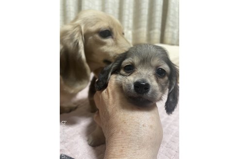 成約済の福岡県のカニンヘンダックスフンド(ロングヘアード)-354466の2枚目