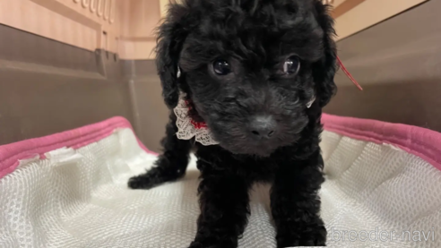 成約済の愛媛県のタイニープードル-351662